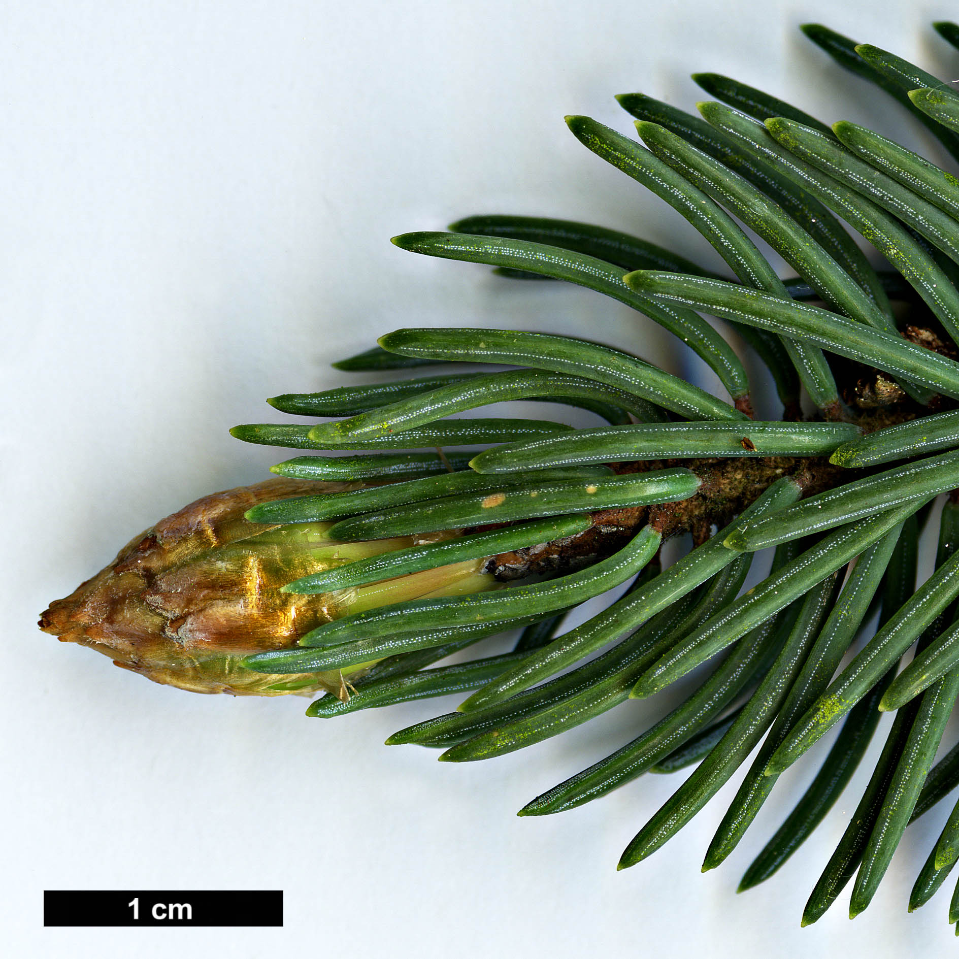 High resolution image: Family: Pinaceae - Genus: Picea - Taxon: likiangensis - SpeciesSub: var. hirtella